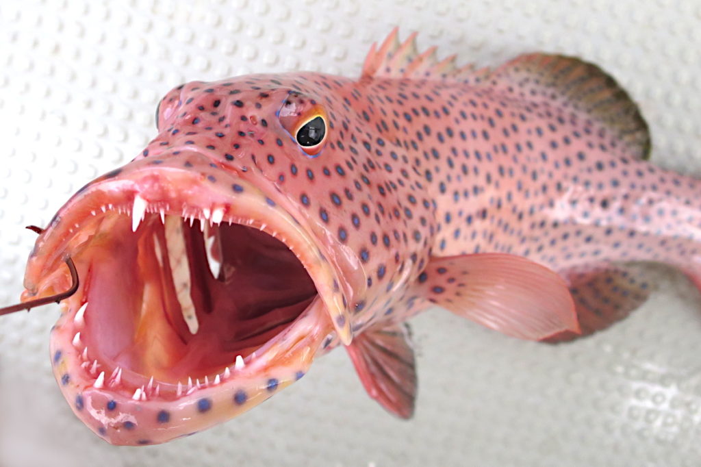 魚のエラの構造, 魚 えら呼吸 仕組み – VLQJPC
