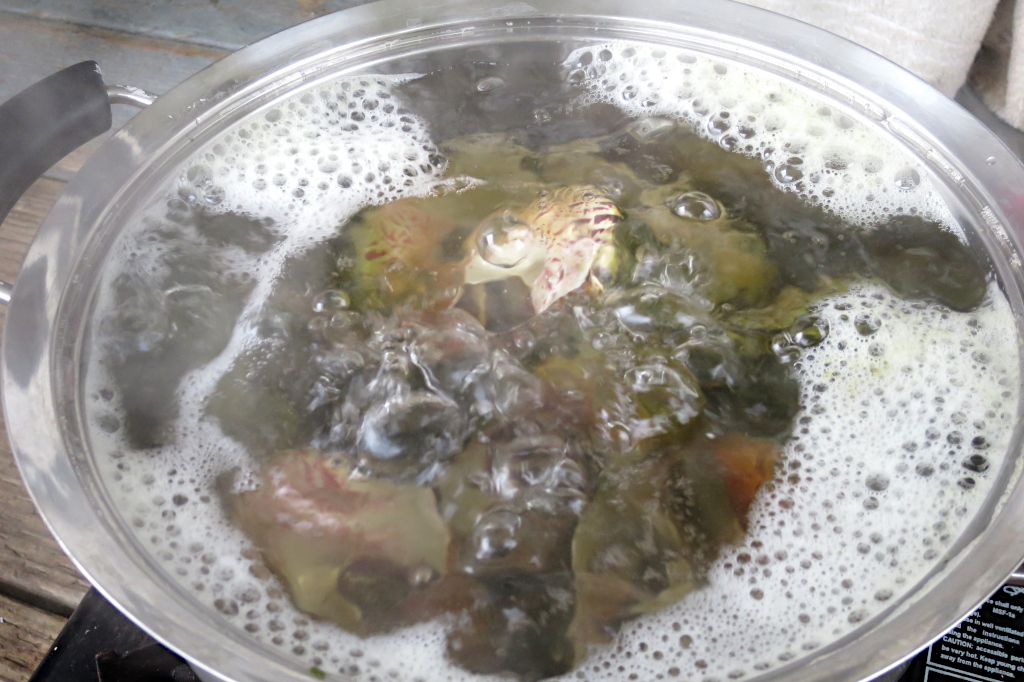 高瀬貝の処理（調理）方法【簡単な身の取り出し方法】