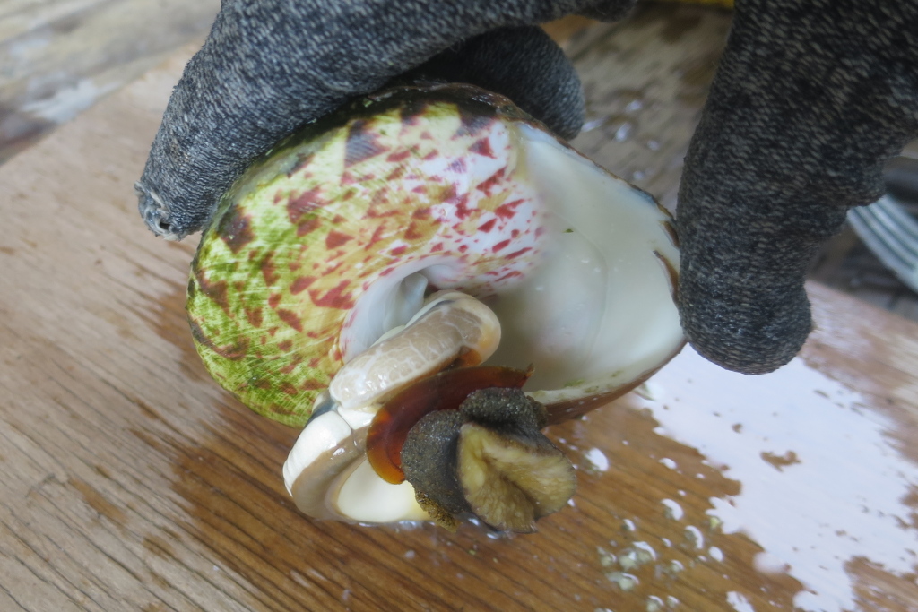 高瀬貝の処理（調理）方法【簡単な身の取り出し方法】