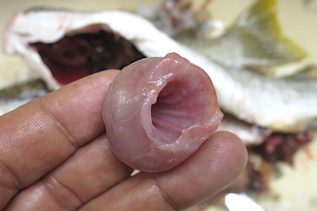 【オニボラのヘソ】ボラの内臓にある生食可能な丸い珍味